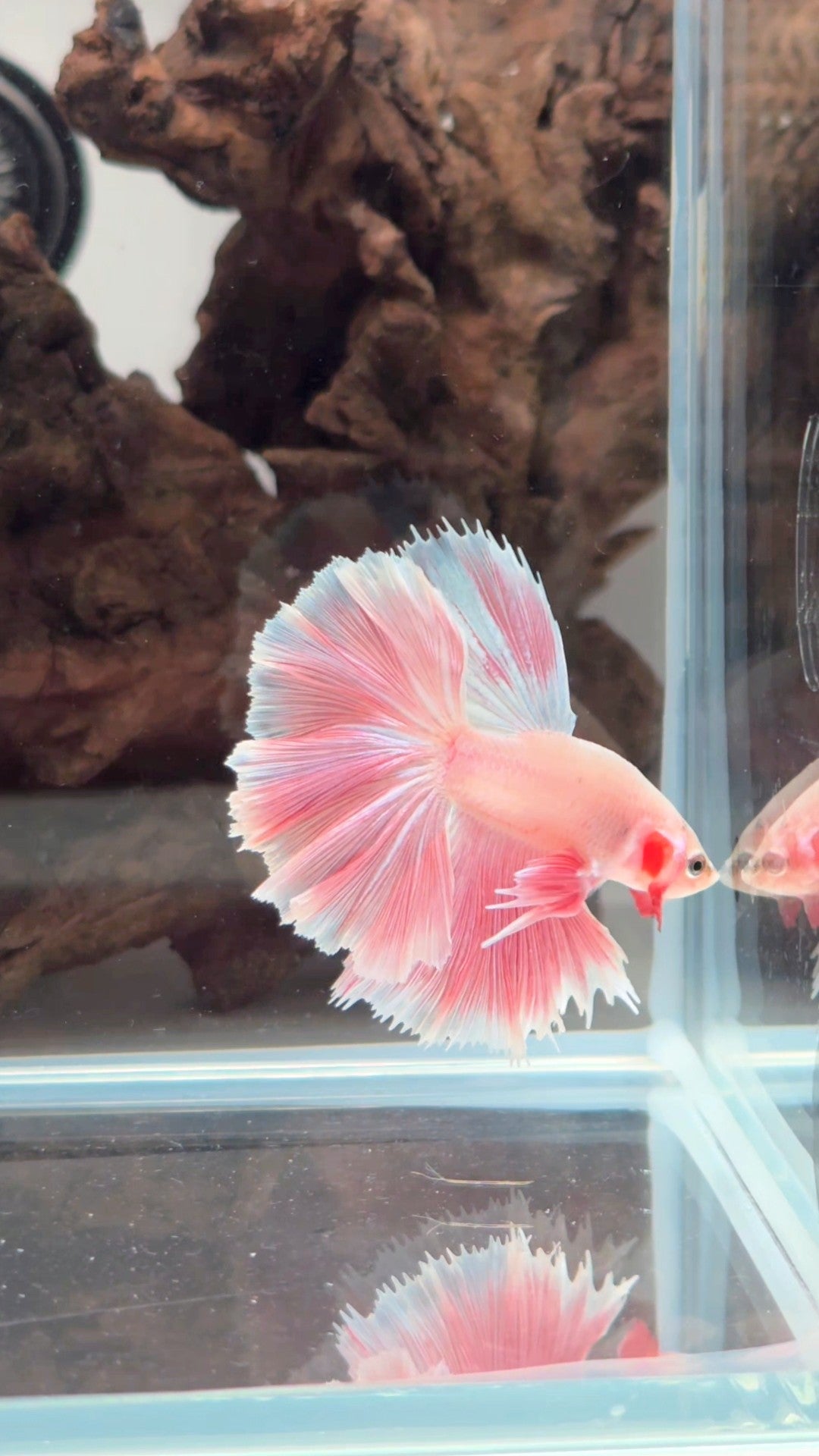 Pink Halfmoon Betta | WYSIWYG