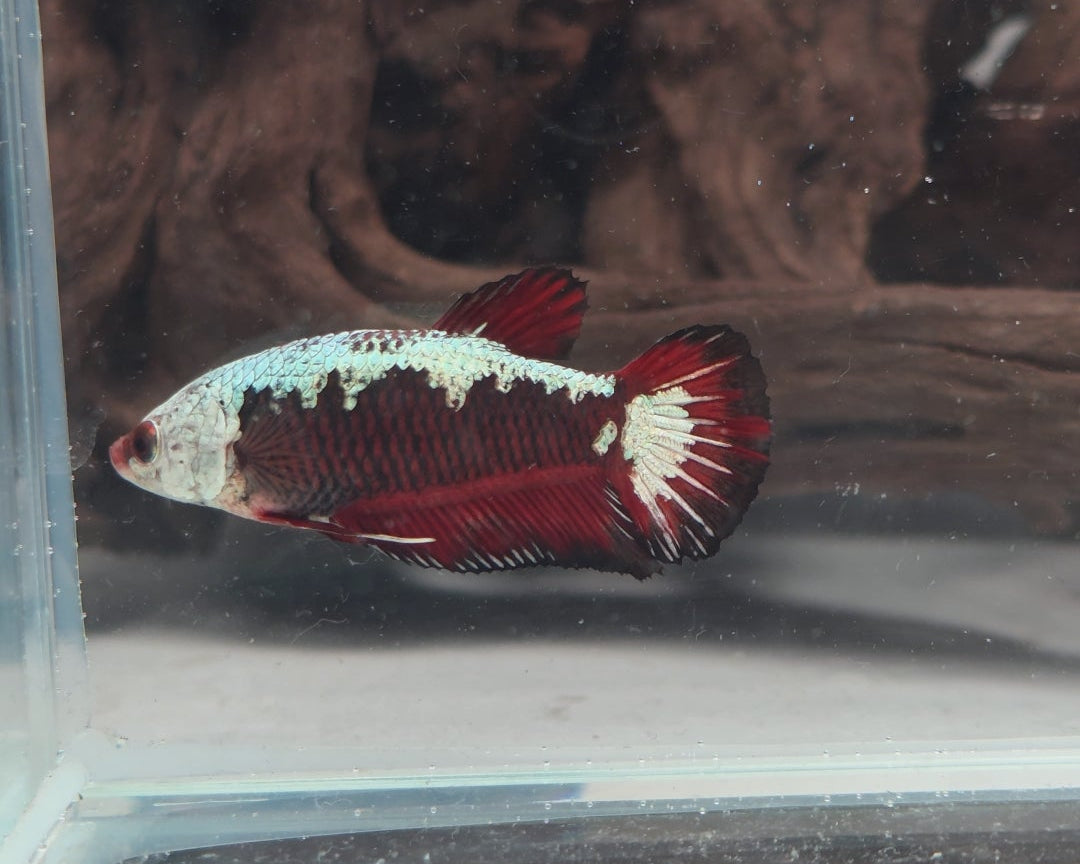 Hantengu (Red Black Samurai) Halfmoon Female Betta | WYSIWYG