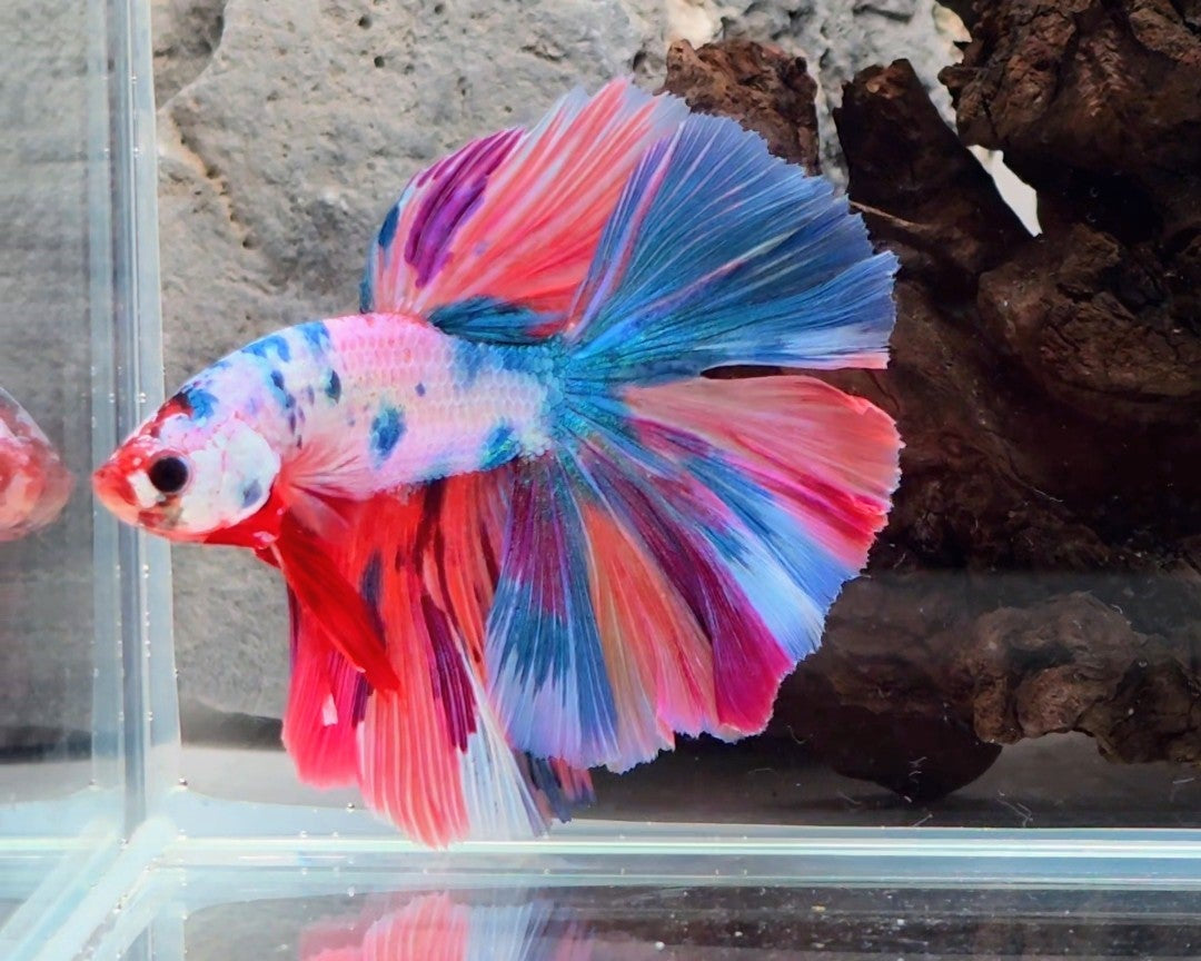 Premium Candy Multicolour Halfmoon Betta | WYSIWYG