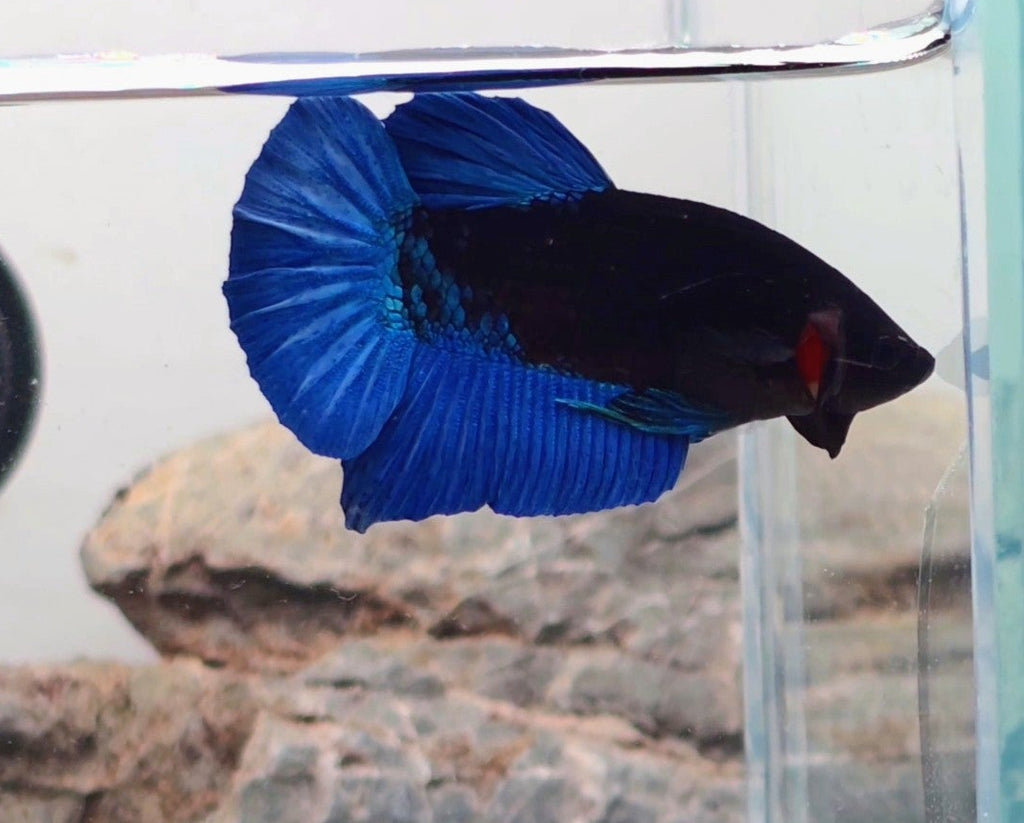Premium Black Royal Blue HMPK Betta Male | WYSIWYG