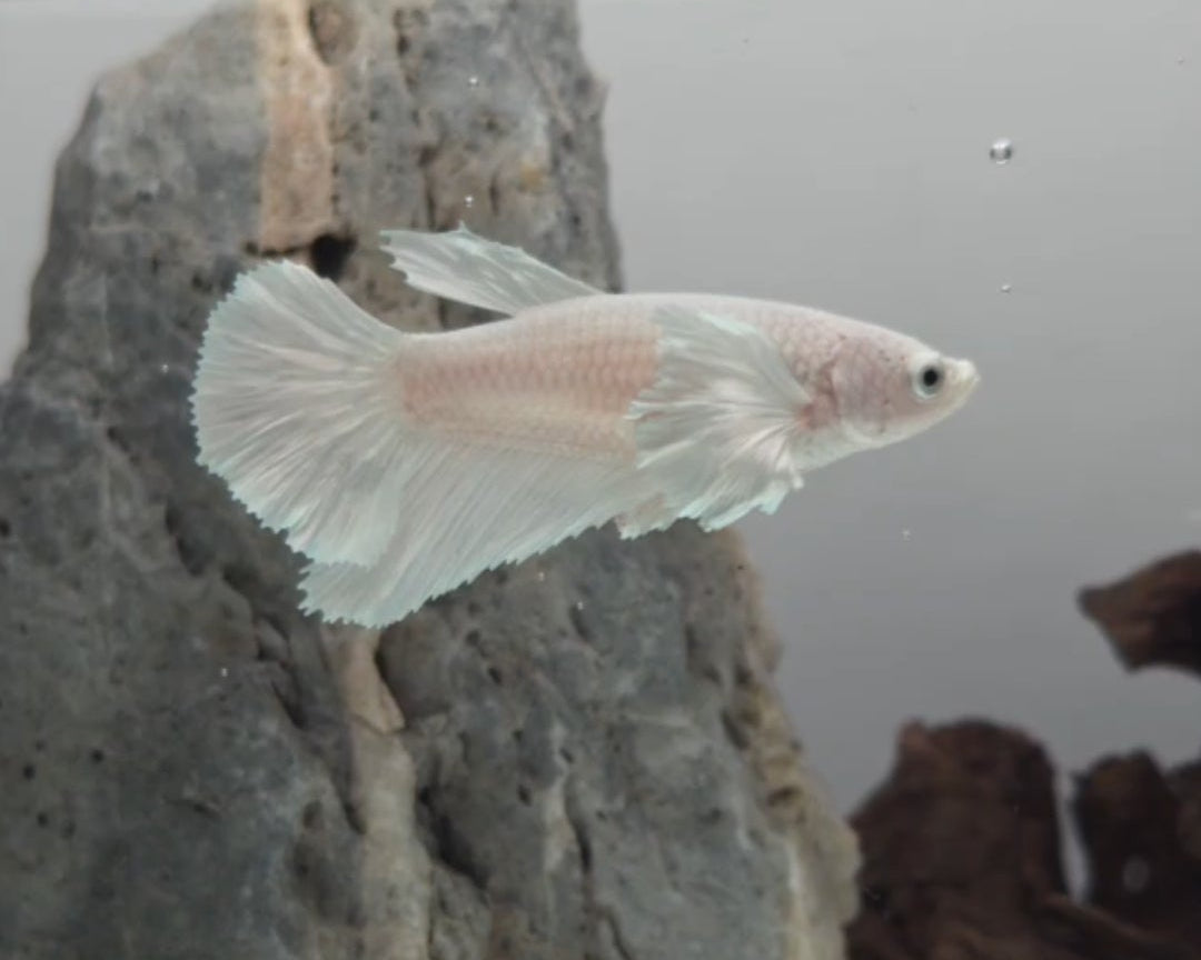 Female White Platinum Dumbo Halfmoon Betta Fish (LGT-OTH-F-004)