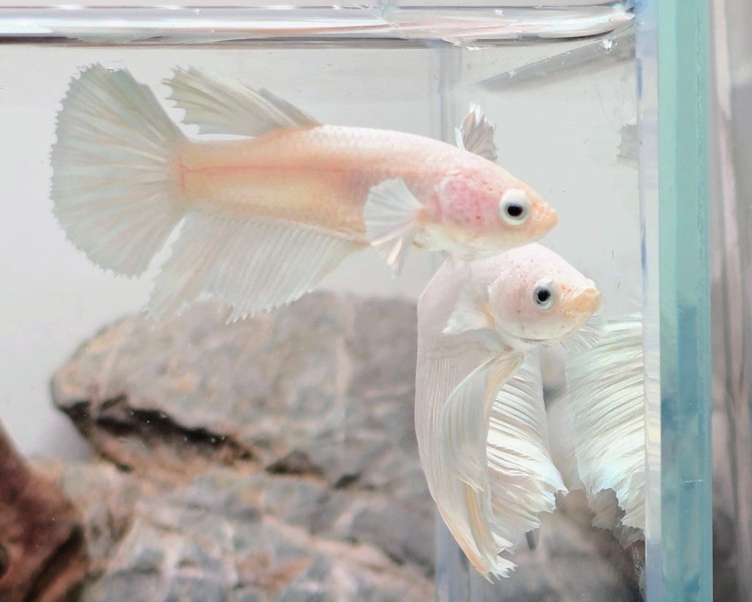 White Platinum Halfmoon Betta Female | WYSIWYG