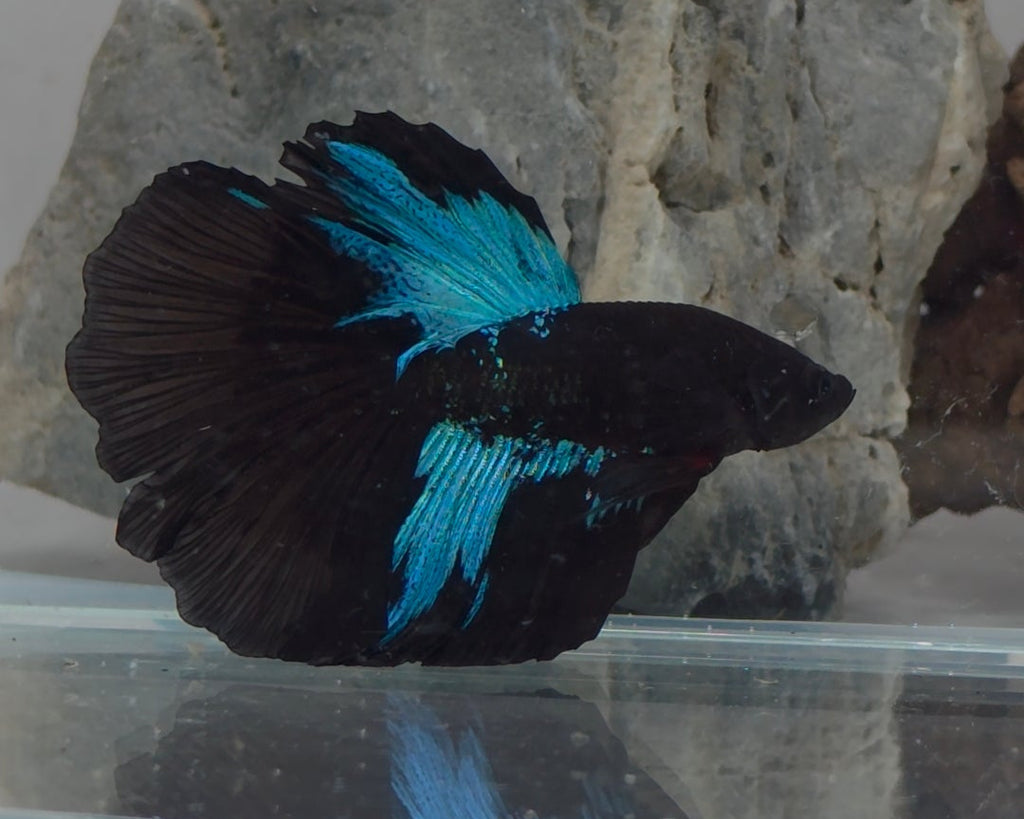 Avatar Nebula Halfmoon Betta Male (DRK-AVG-M-002)