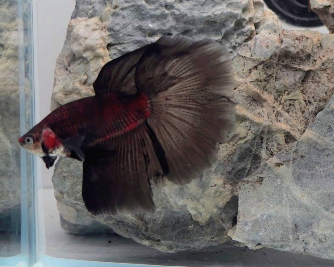 Premium Black Mamba Halfmoon Betta Male | WYSIWYG