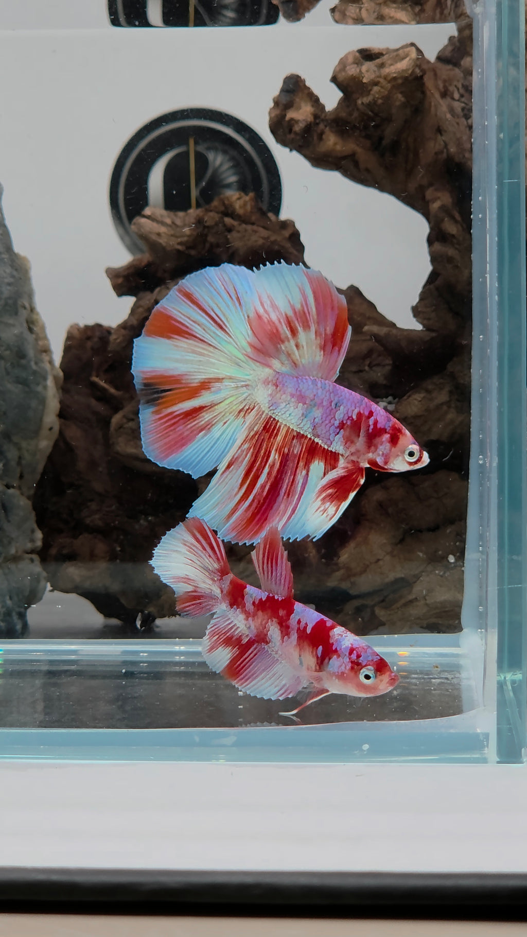 Halfmoon Fancy Barongsai Betta Pair Male(CRM-OTH-M-005)Female (CRM-OTH-F-004)