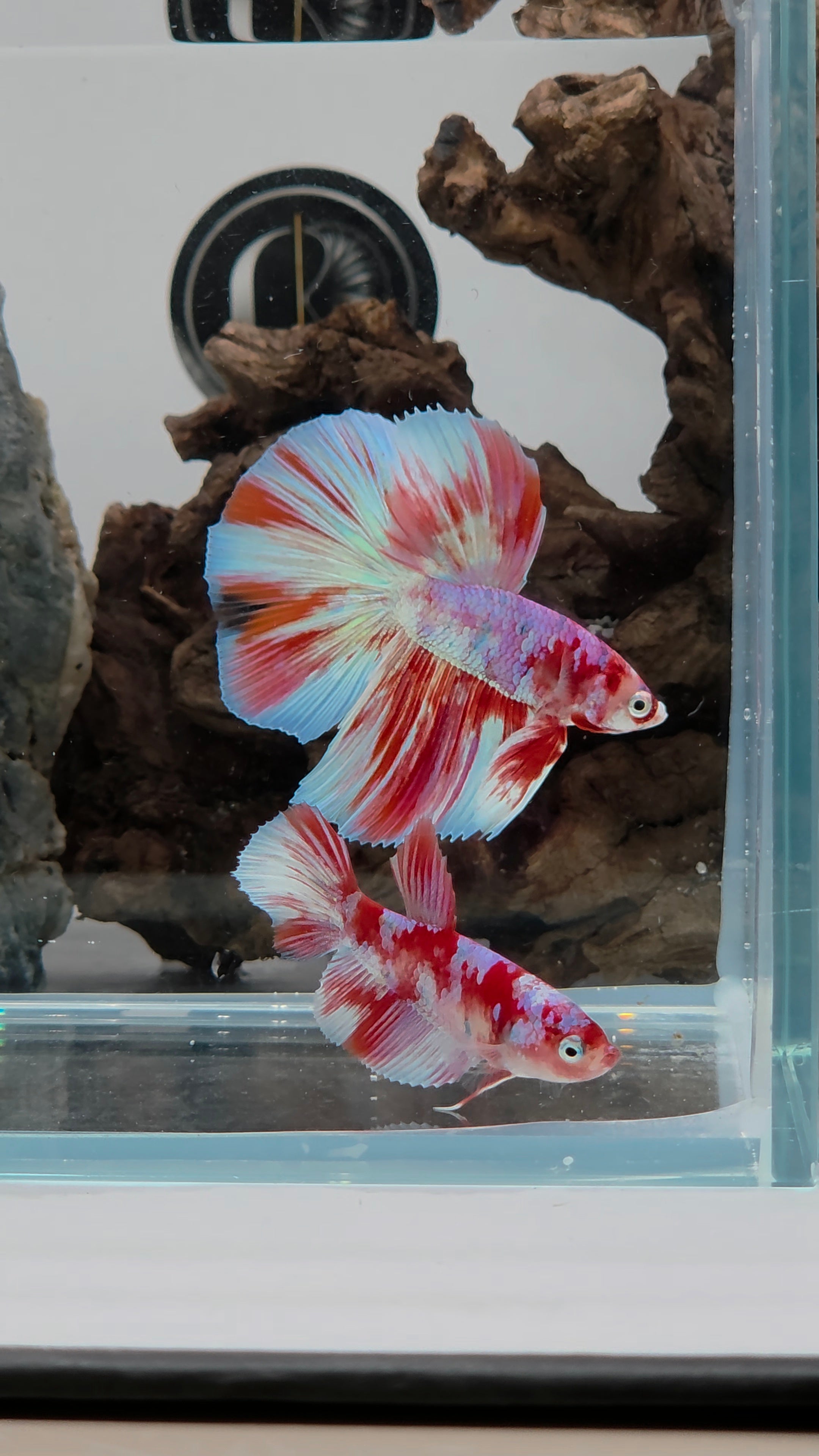 Halfmoon Fancy Barongsai Betta Pair Male(CRM-OTH-M-005)Female (CRM-OTH-F-004)