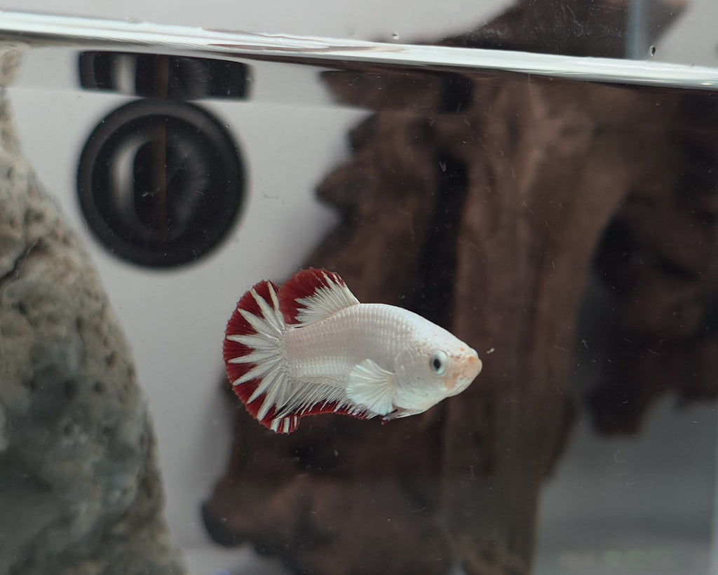 Female Red Dragon Snow HMPK Betta Fish (LGT-OTH-F-006)