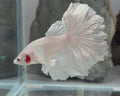 Male White Platinum Dumbo Halfmoon Betta Fish (LGT-OTH-M-004)
