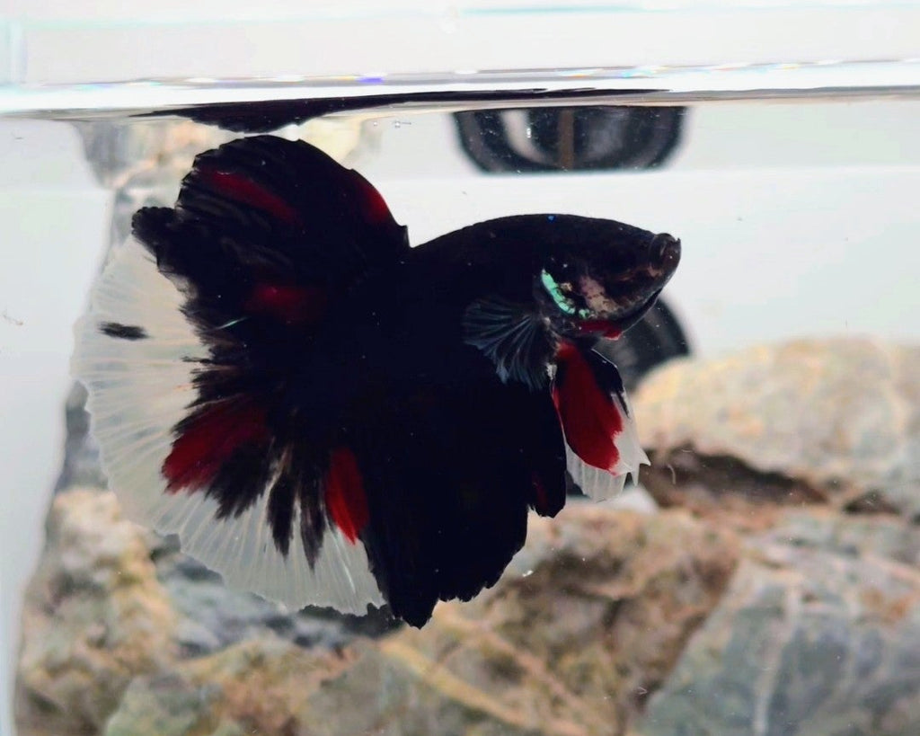 Premium Black Tri-Colour Halfmoon Betta Male | WYSIWYG