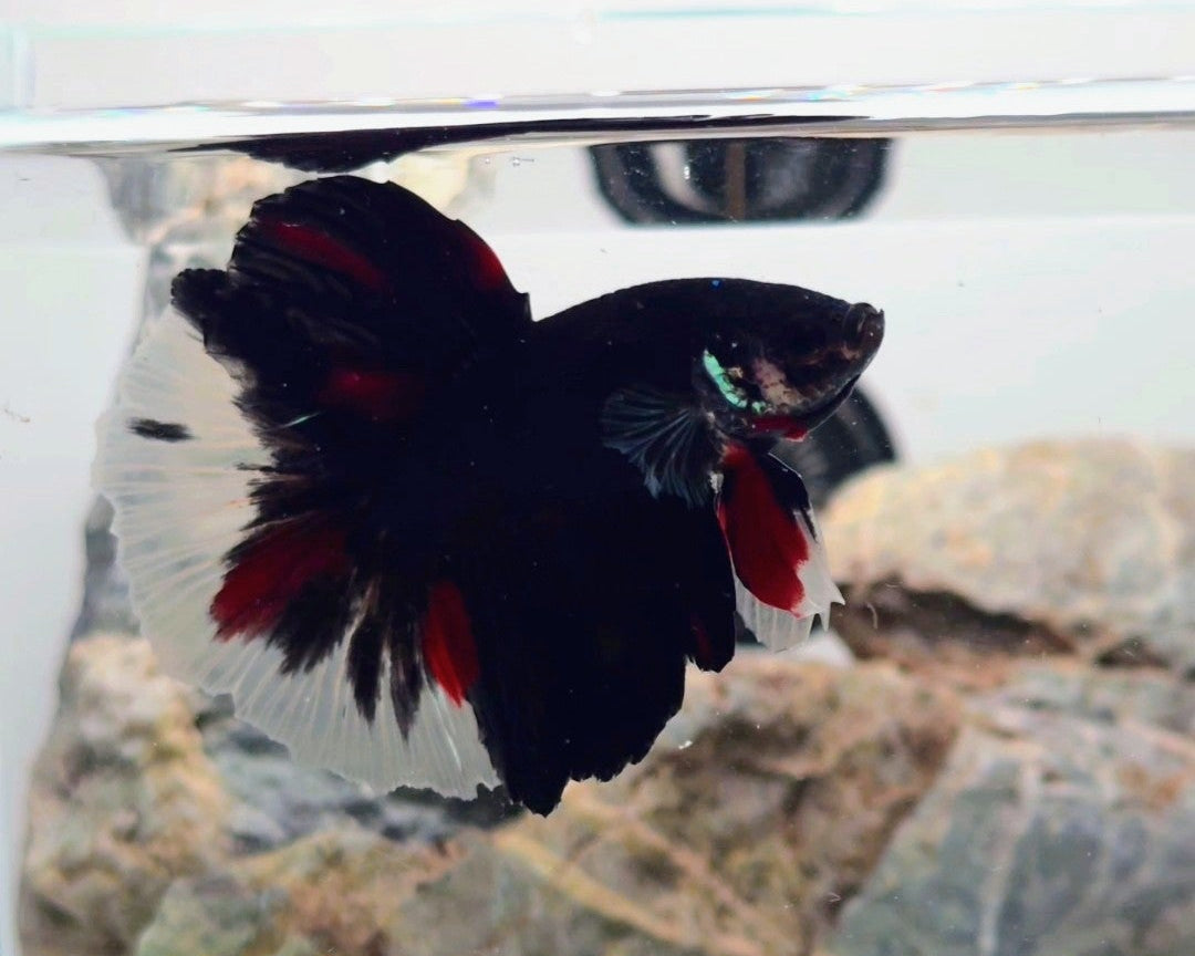 Premium Black Tri-Colour Halfmoon Betta Male | WYSIWYG