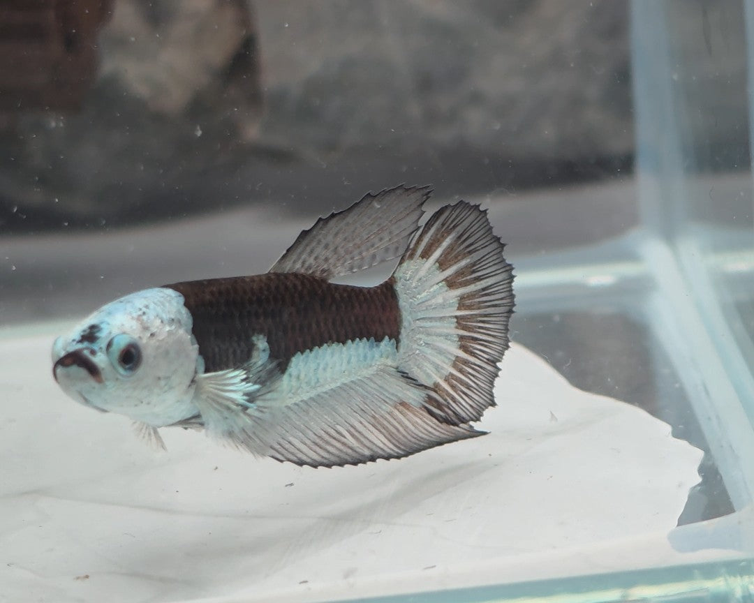 Snow Mamba Halfmoon Female | WYSIWYG