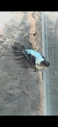 Female Crowntail Samurai Betta | WYSIWYG