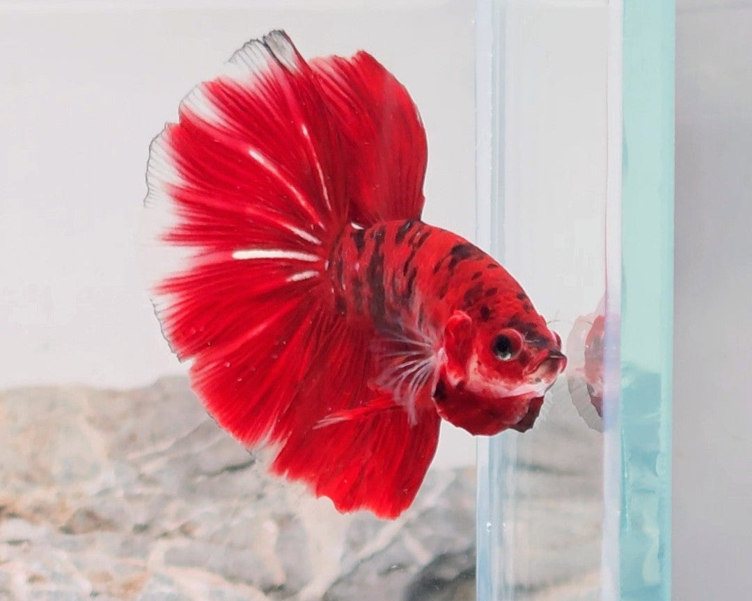 Premium Red & Black Koi Halfmoon Male | WYSIWYG