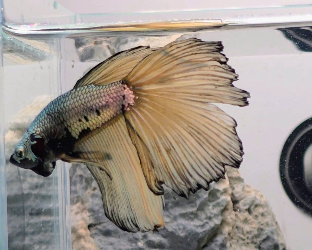 Halfmoon Mustard Gas Samurai Male Betta | WYSIWYG