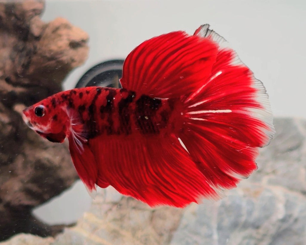 Premium Red & Black Koi Halfmoon Male | WYSIWYG