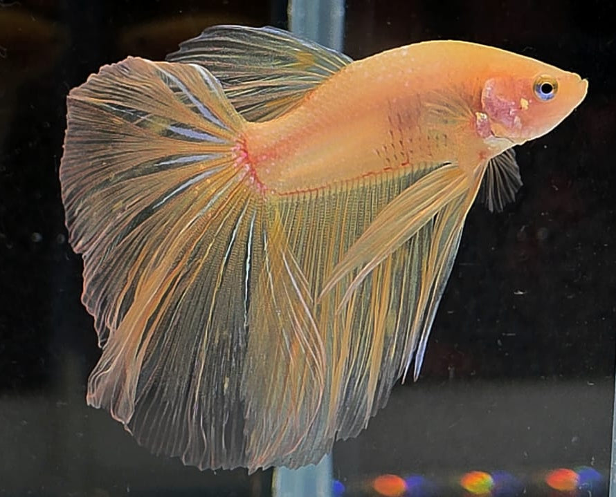Halfmoon Yellow Cellophane Male Betta Fish (SPC-OTH-M-014)