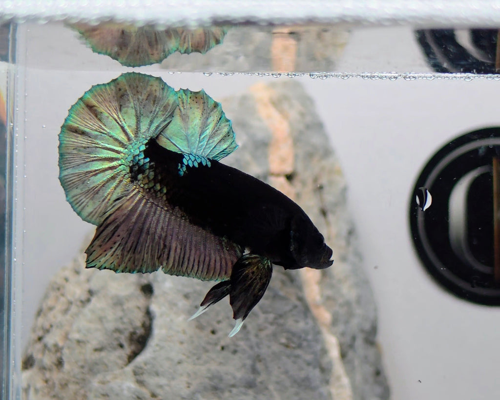 Premium Black Avatar HMPK Betta Male (DRK-OTH-M-010)