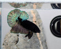 Premium Black Avatar HMPK Betta Male (DRK-OTH-M-010)
