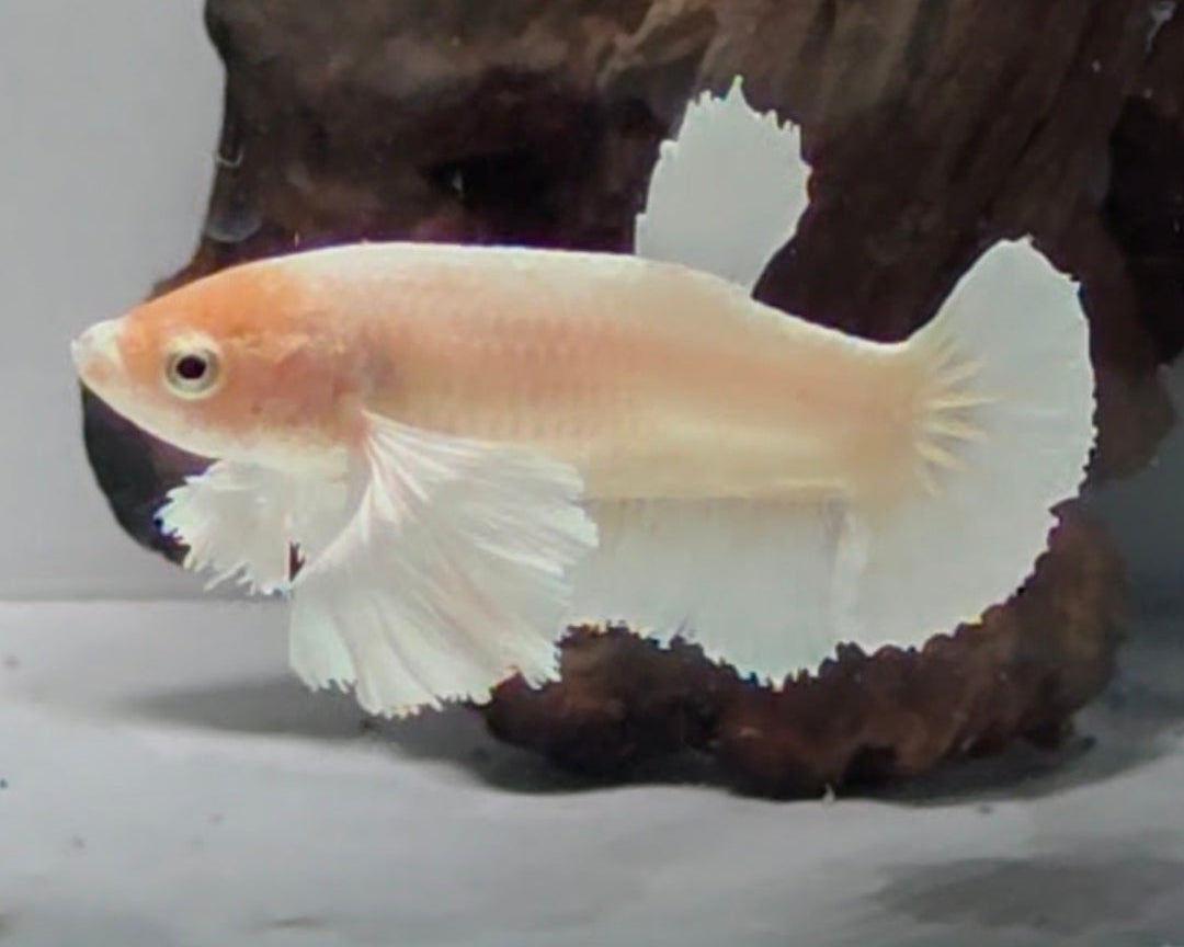 Dumbo Female Sorority Pack – 5 Premium Females WYSIWYG