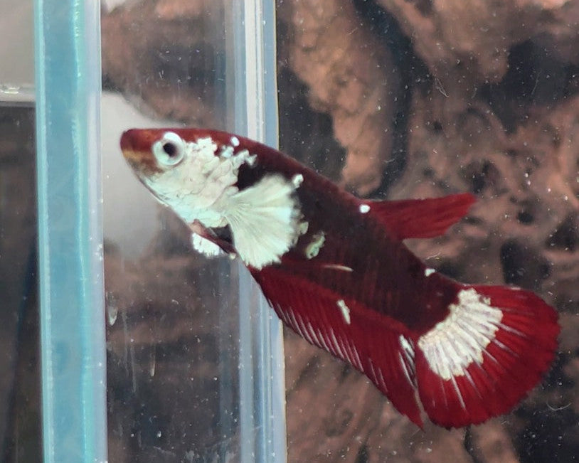 Hantengu (Red Black Mamba) Halfmoon Female Betta | WYSIWYG