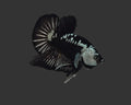 Black Samurai HMPK Male Betta