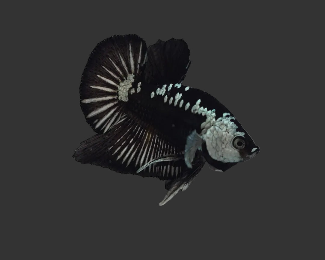 Black Samurai HMPK Male Betta