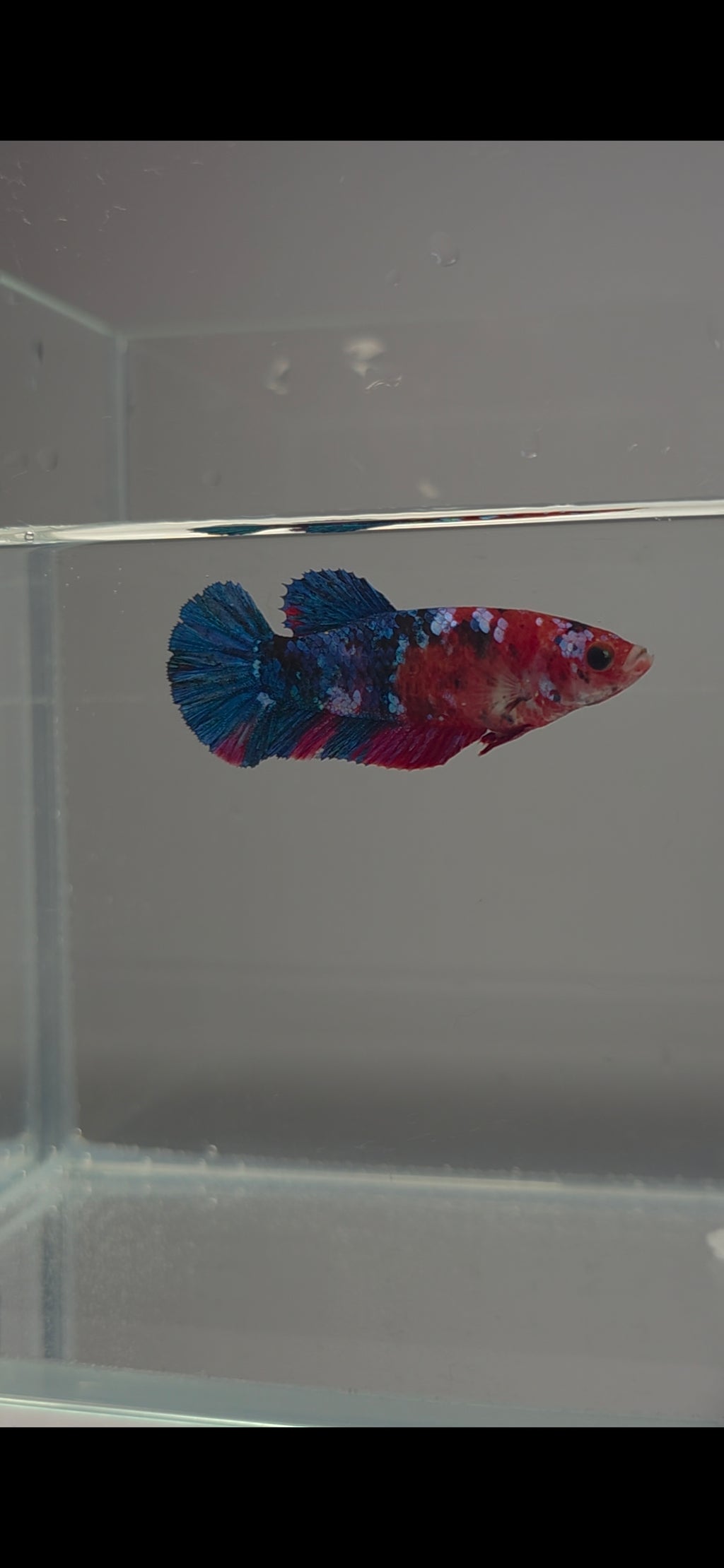 Avatar Galaxy Koi Female HMPK Betta