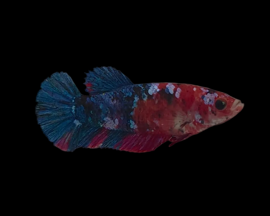 Avatar Galaxy Koi Female HMPK Betta