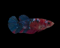 Avatar Galaxy Koi Female HMPK Betta