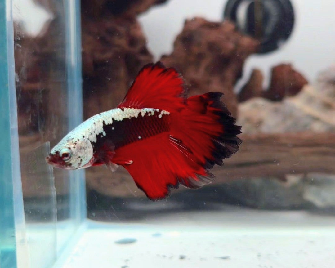 Premium Red Black (vampire) Samurai Halfmoon Male | WYSIWYG