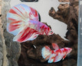 Halfmoon Fancy Barongsai Betta Pair Male(CRM-OTH-M-005)Female (CRM-OTH-F-004)