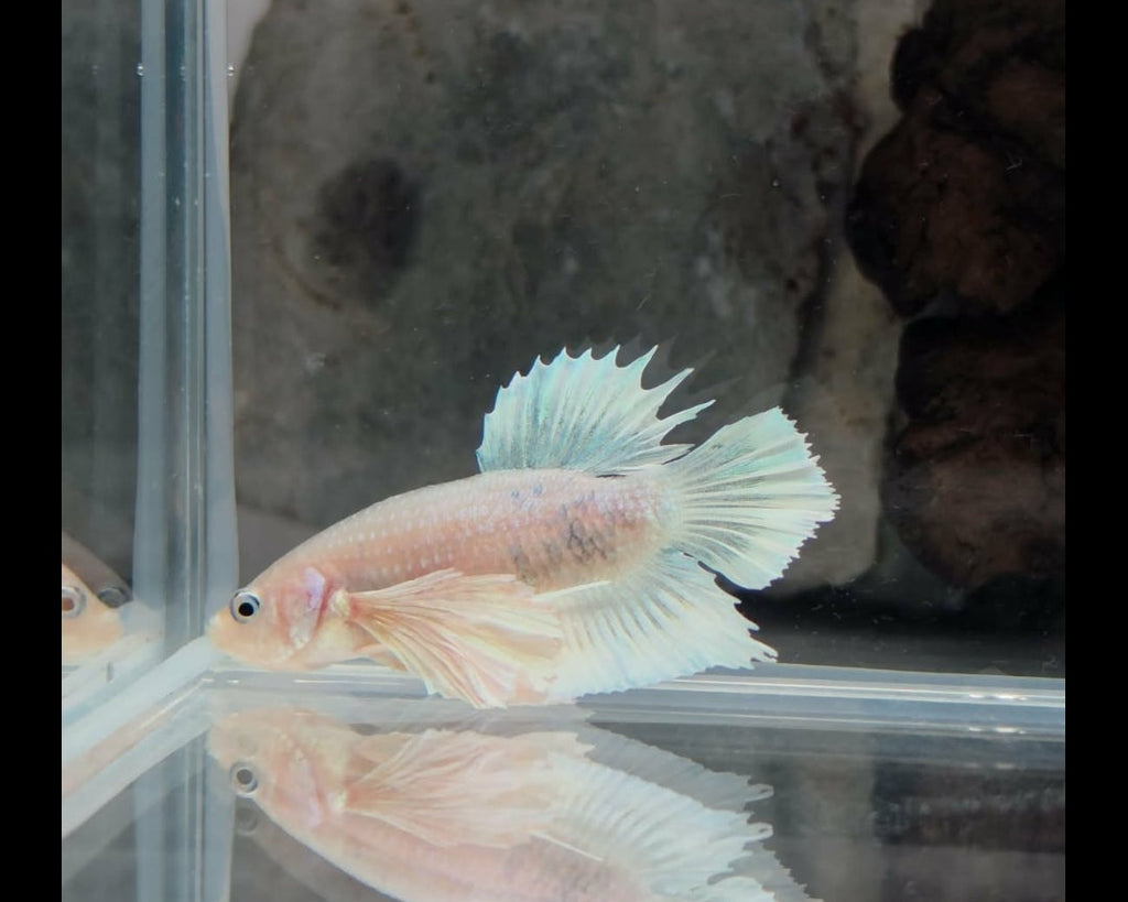 Dumbo Female Sorority Pack – 5 Premium Females WYSIWYG