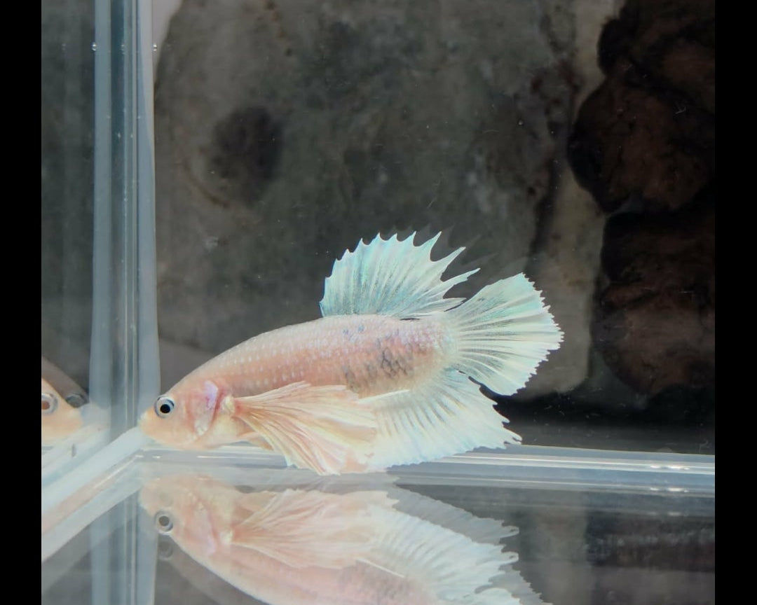 Dumbo Female Sorority Pack – 5 Premium Females WYSIWYG