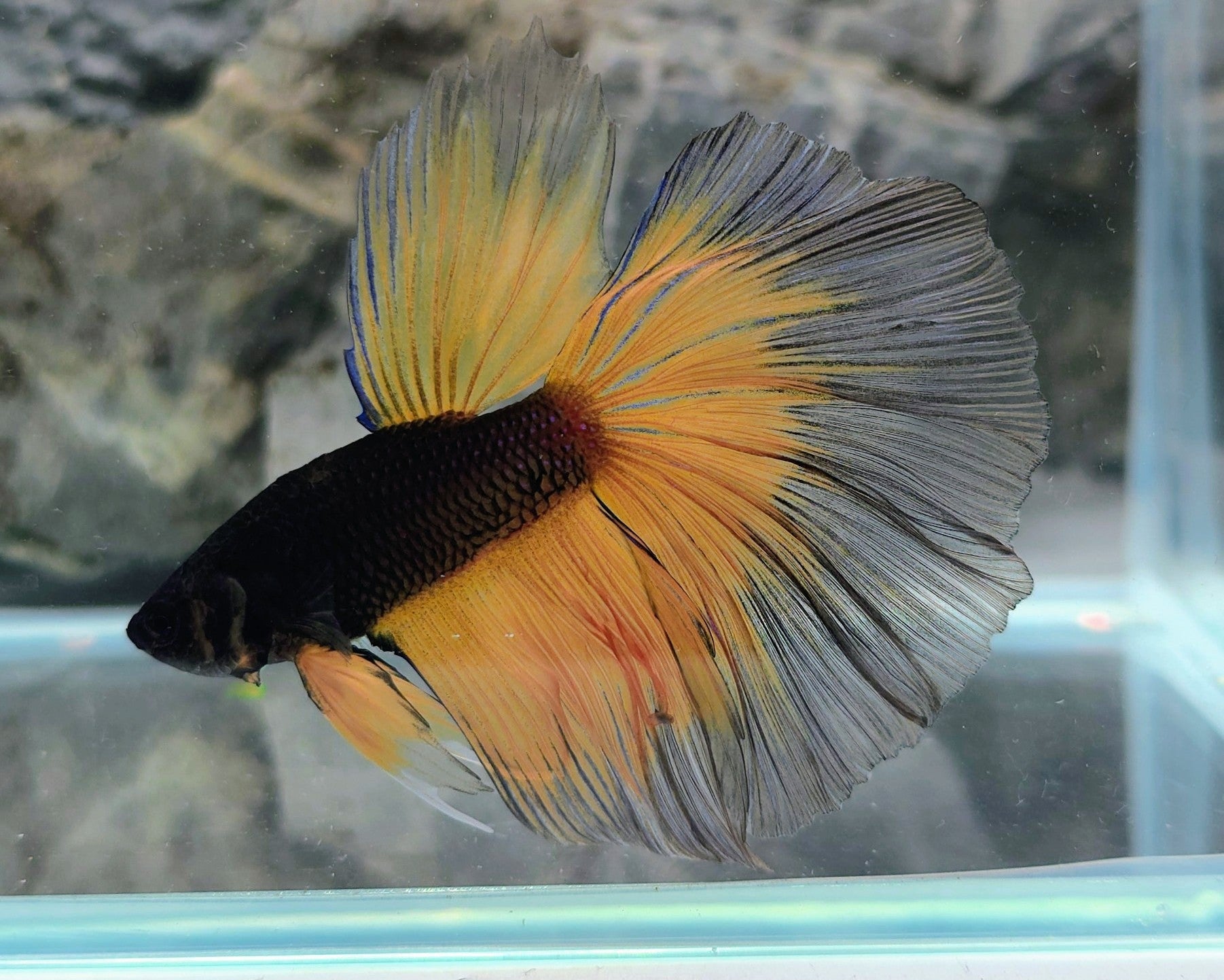 Premium Mustard Gas Halfmoon Betta Male | WYSIWYG