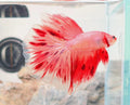 Premium Crimson Butterfly Halfmoon male betta fish with deep crimson colour and white butterfly fin edging.