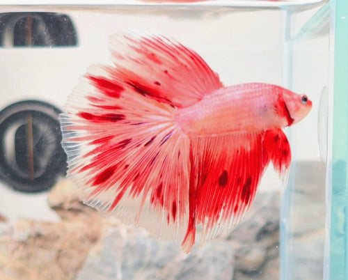 Premium Crimson Butterfly Halfmoon male betta fish with deep crimson colour and white butterfly fin edging.