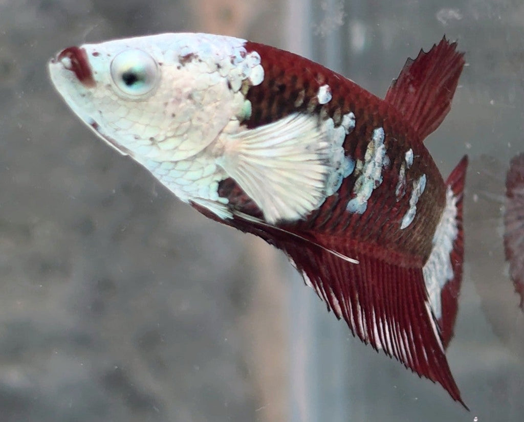 Hantengu (Red Black Mamba) Halfmoon Female Betta | WYSIWYG