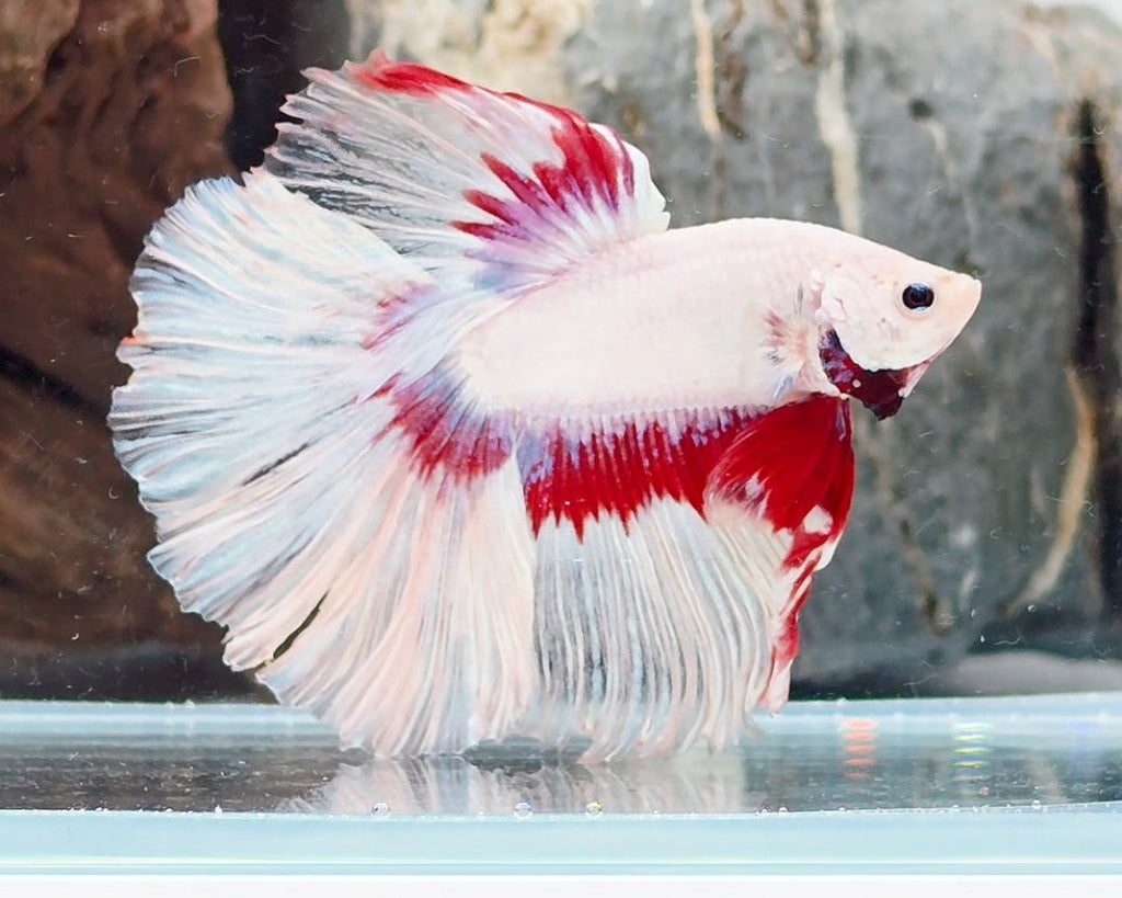 Snow Dragon Halfmoon Betta Male (CRT-SND-M-001)