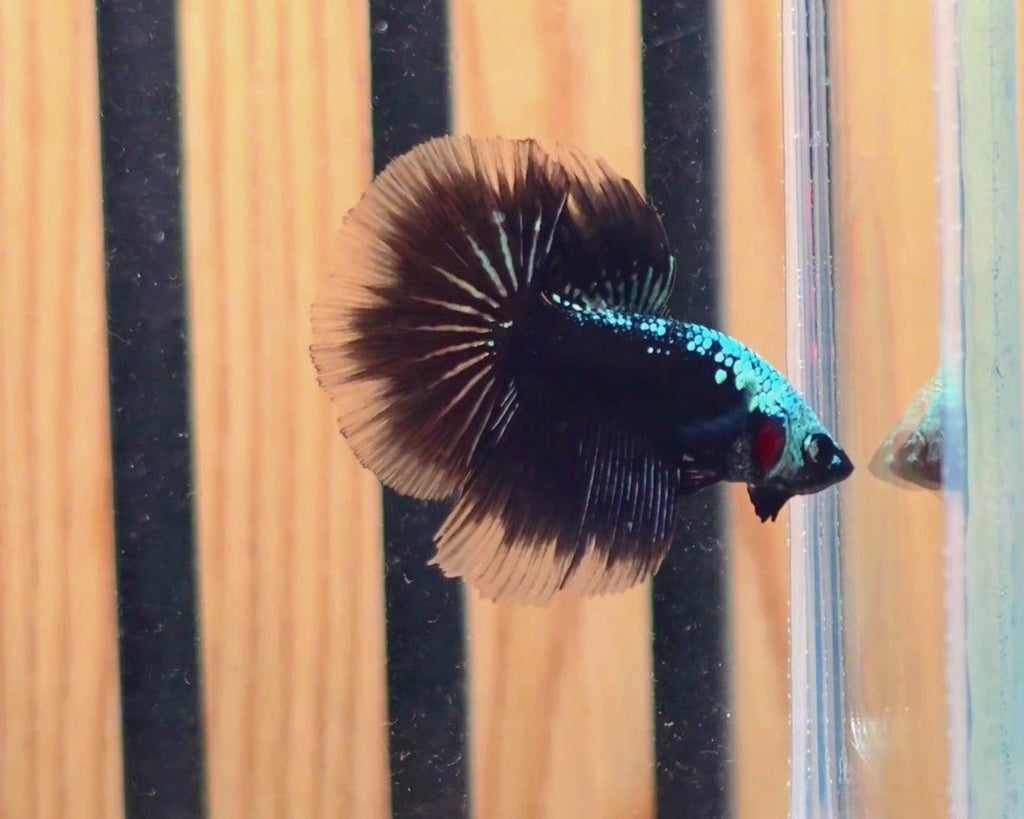 Black Samurai Halfmoon Male Betta | WYSIWYG
