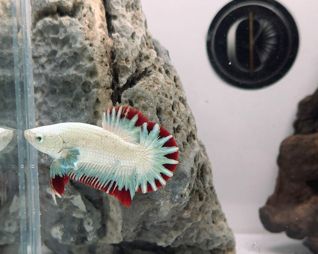 Male Red Dragon Snow HMPK Betta Fish (LGT-OTH-M-007)