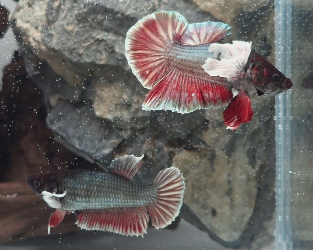 Black Based Copper Dumbo Pair (Male & Female) – Premium WYSIWYG Pair