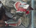 Black Based Copper Dumbo Pair (Male & Female) – Premium WYSIWYG Pair