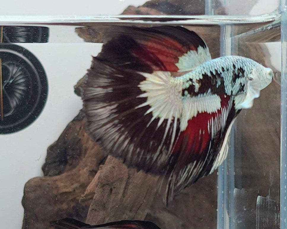 White Walker Snow Samurai Halfmoon Betta Fish (CRT-VSM-M-001)