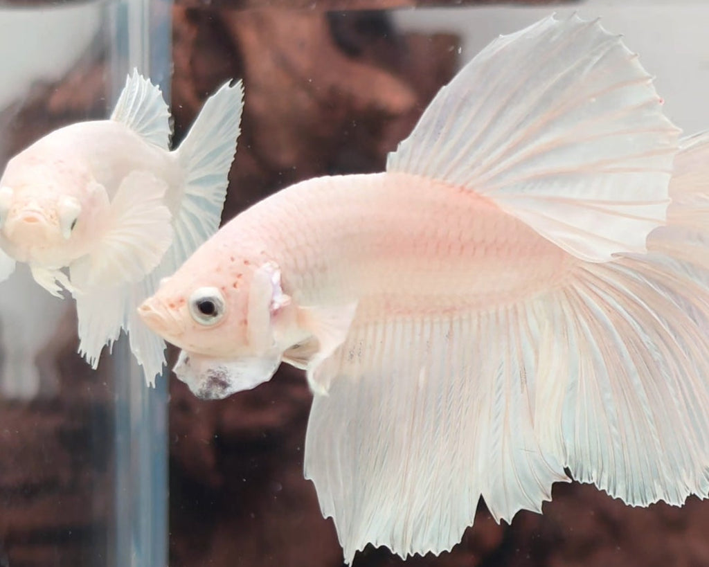 White Platinum Halfmoon Male