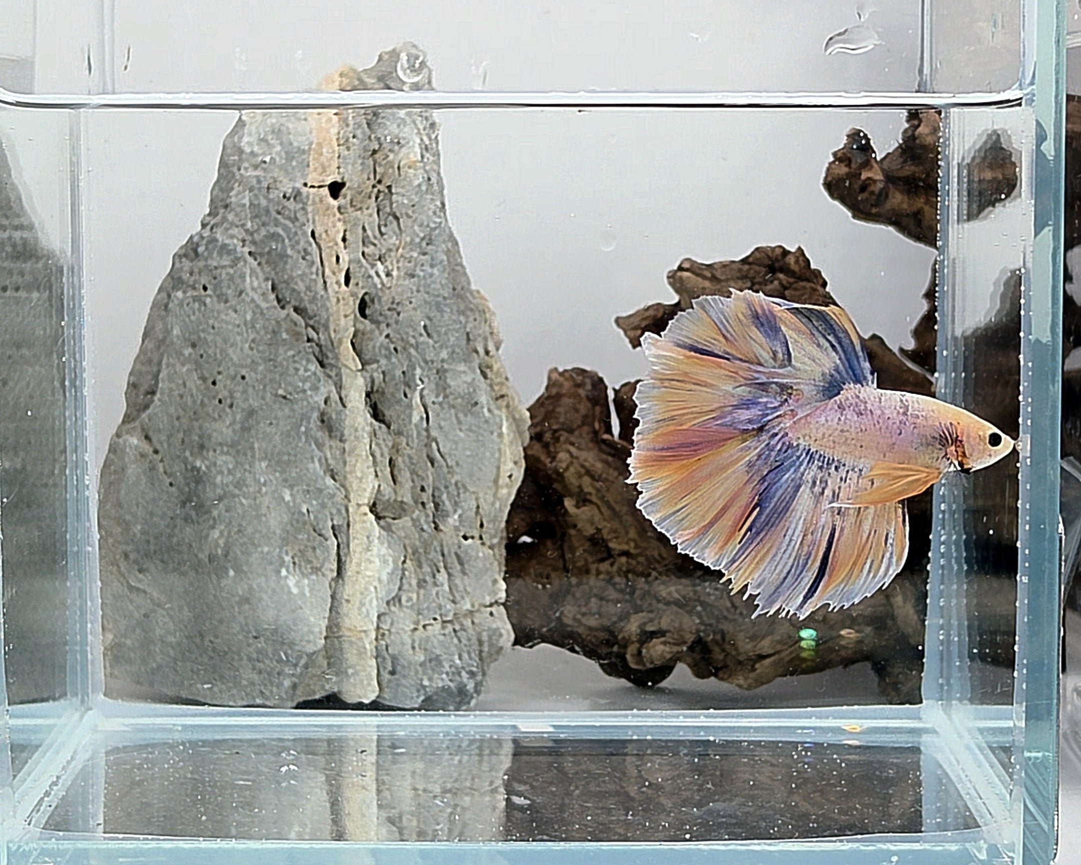 Halfmoon Yellow Pastel Rosetail Male Betta Fish (SPC-OTH-M-013)
