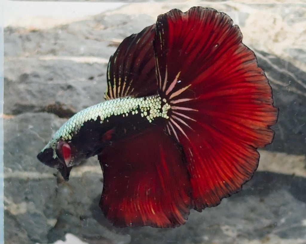 Vampire Samurai Halfmoon Betta Male (CRT-OTH-M-001)