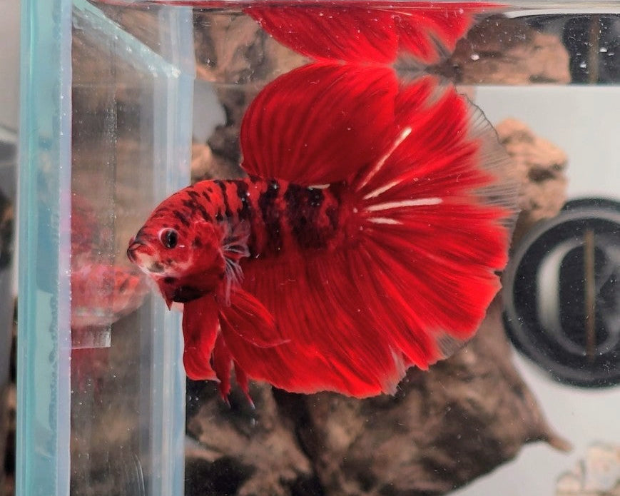 Premium Red & Black Koi Halfmoon Male | WYSIWYG