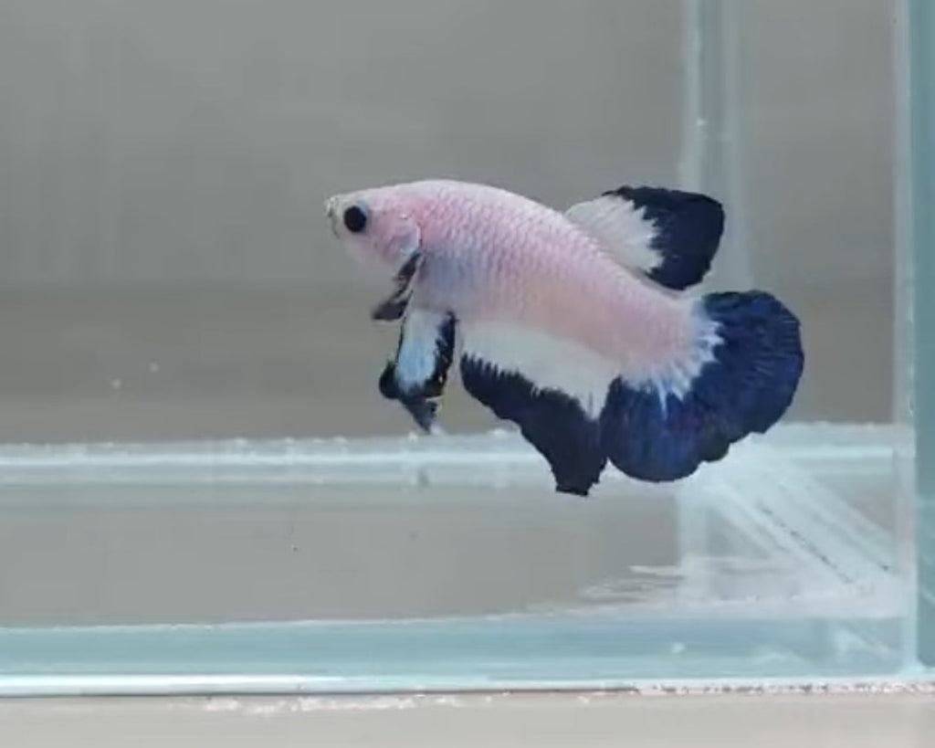 Blue Rim Bicolour HMPK Male Betta