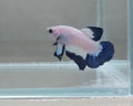 Blue Rim Bicolour HMPK Male Betta