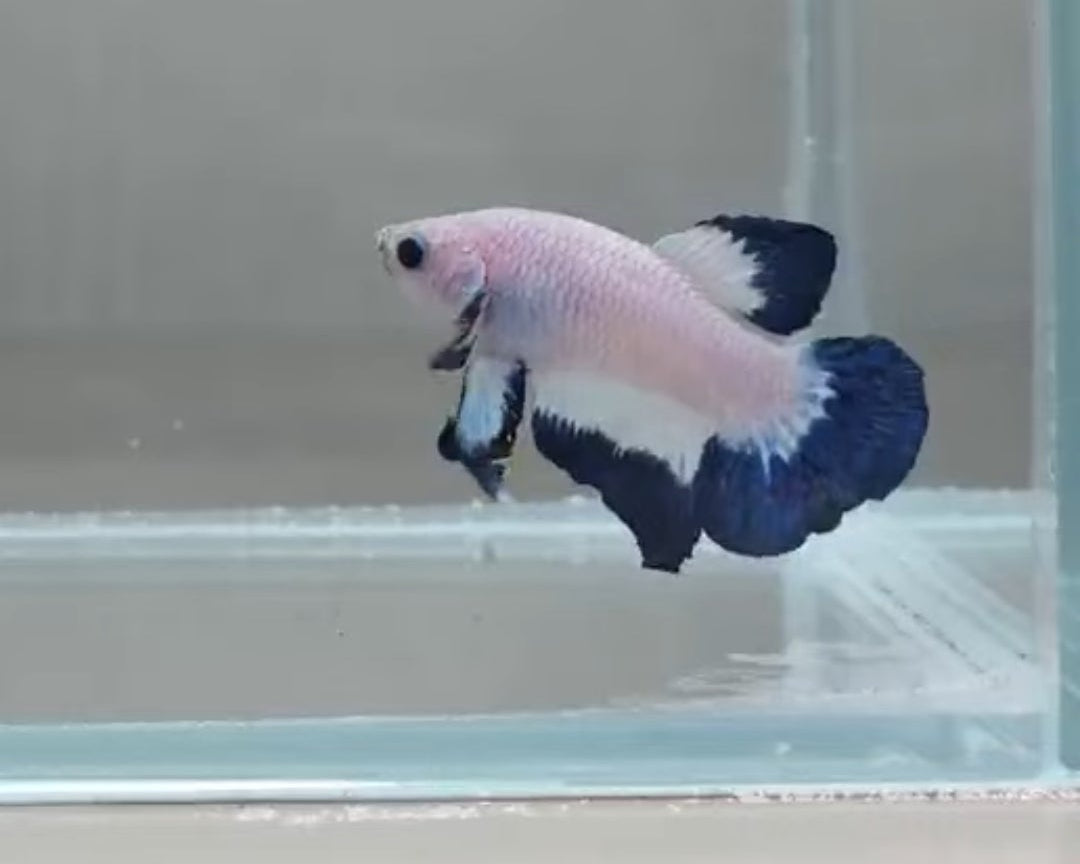 Blue Rim Bicolour HMPK Male Betta